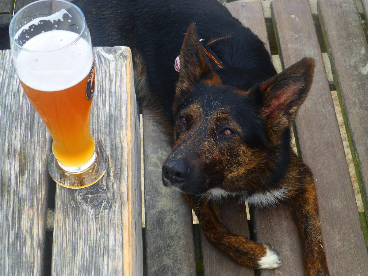 Attract customers with four-legged companions to dog-friendly pubs